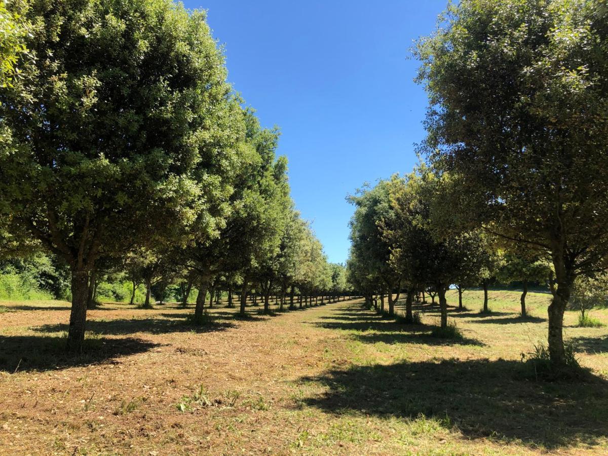 Chateau Des Loups - Les Cedres Bleus Echire Dış mekan fotoğraf